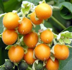 تاماریلوی کوتوله